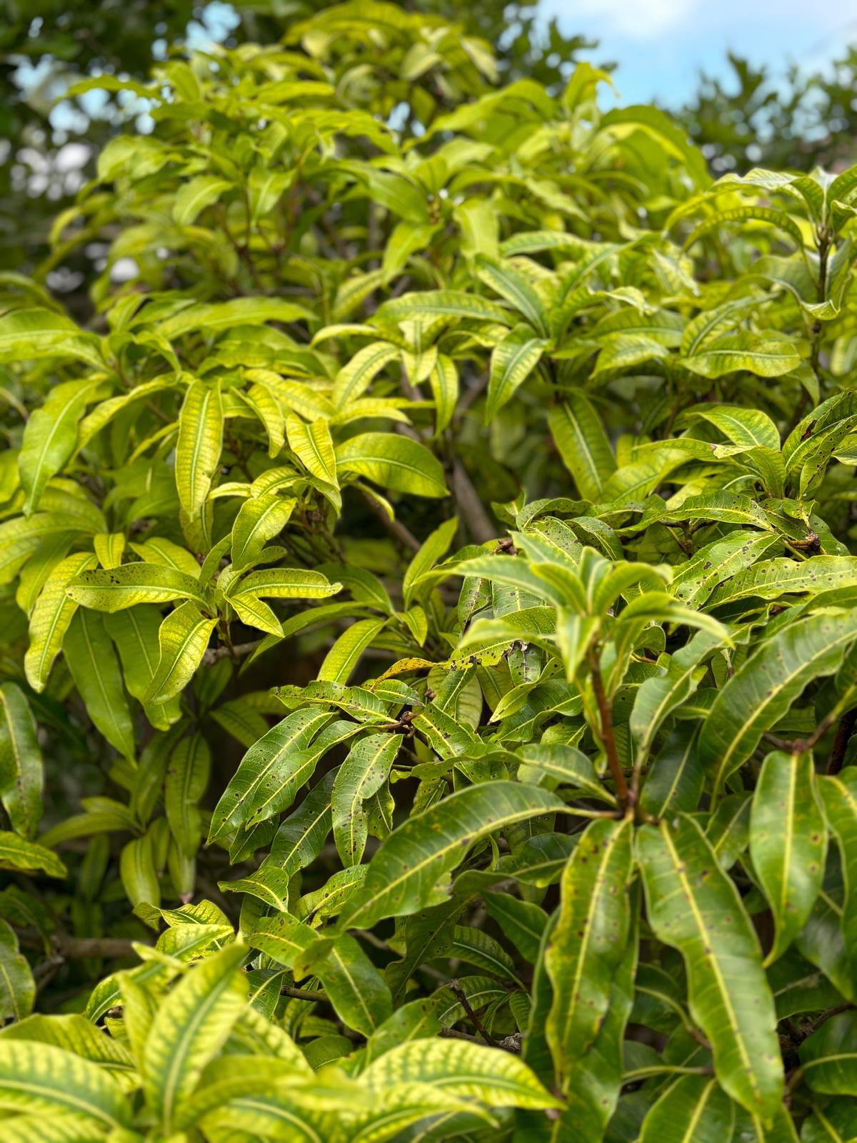 Mango Leaf