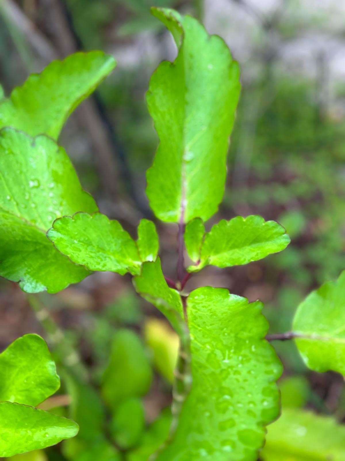 Leaf of Life
