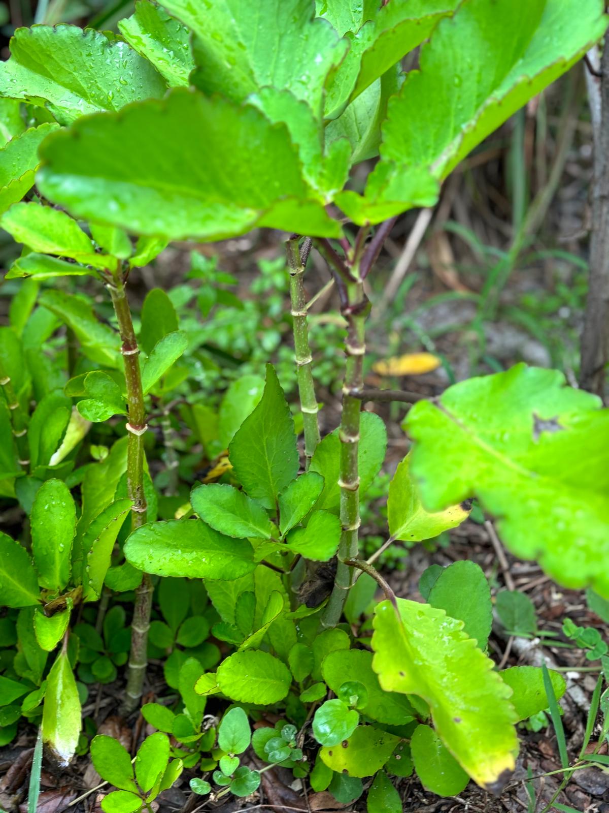Leaf of Life